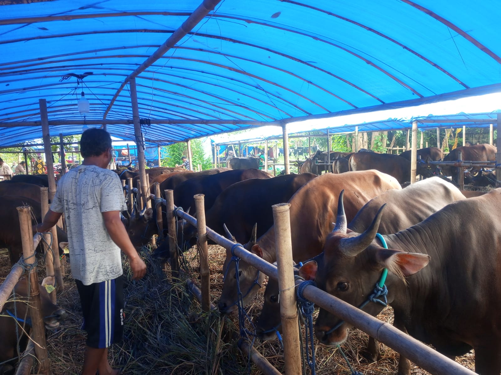 Penjual hewan qurban mulai bermunculan di Jalan Karadenan, Kecamatan Cibinong, Kabupaten Bogor.