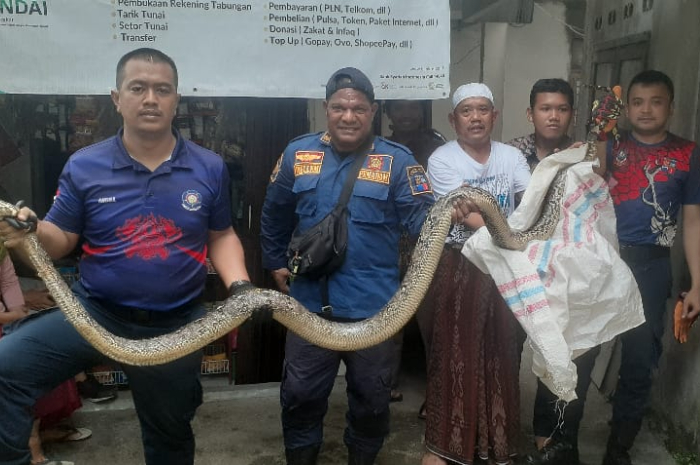 Ular sanca yang berhasl di evakuasi petugas dari dalam rumah Warga RT 4 RW 3 Kelurahan Tajur, Kecamatan Bogor Timur, Kota Bogor, Selasa (21/5/2024).