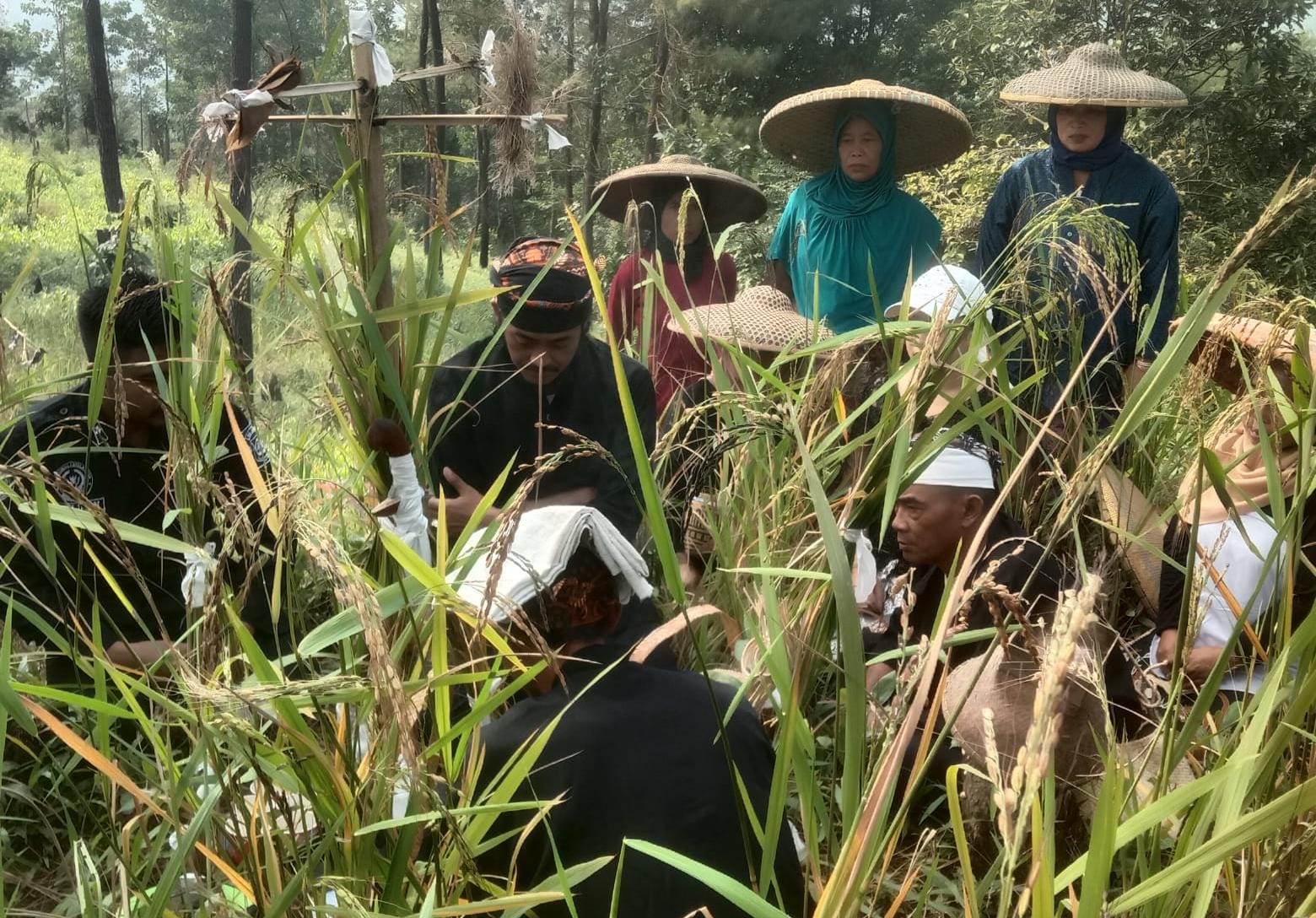 Tadisi Mipit, memanen padi Huma untuk dijadikan bibit di Desa Parakanmuncang, Nanggung, Kabupaten Bogor, Selasa (21/5/2024)