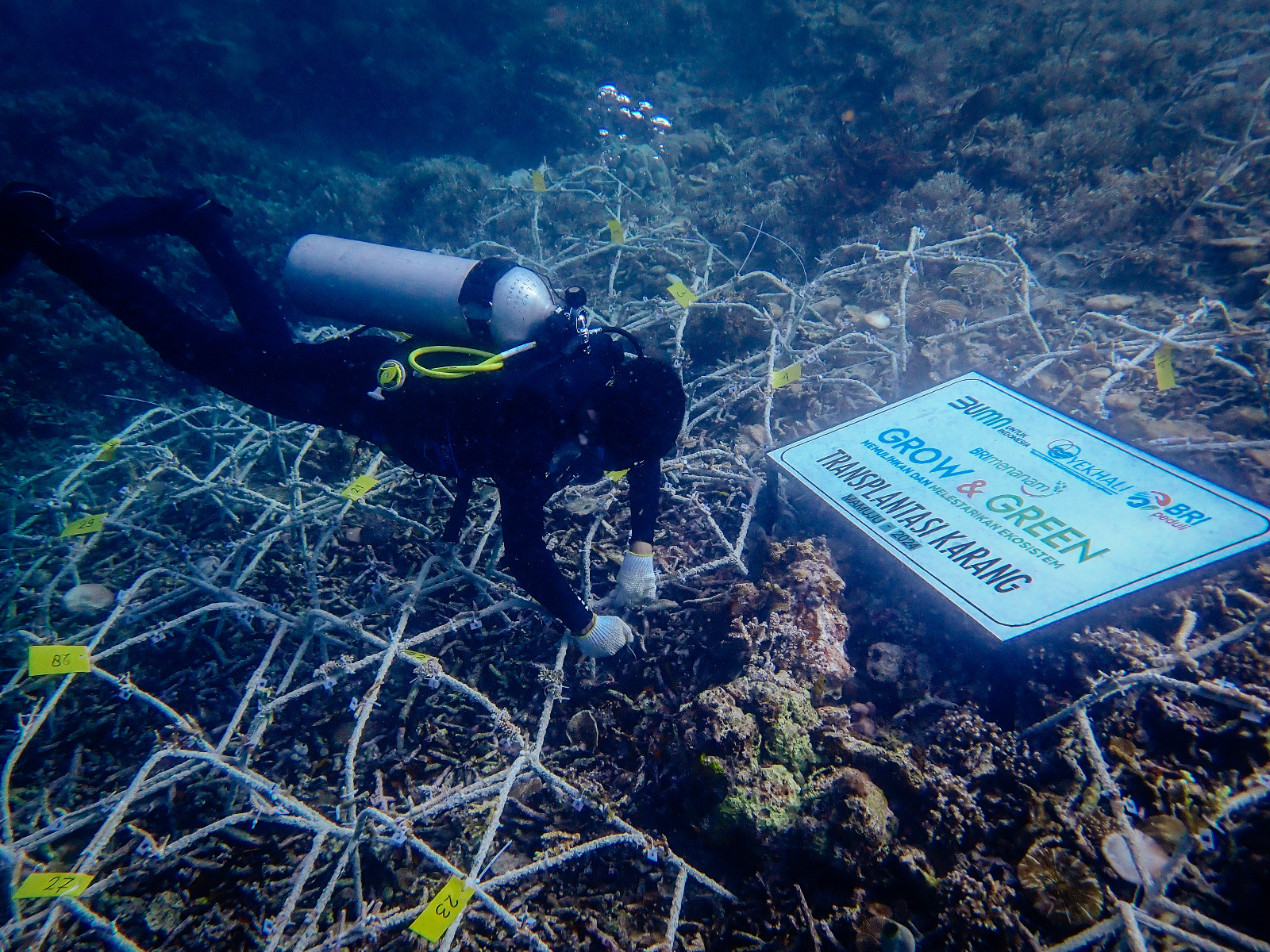 BRI Menanam&mdash;Grow & Green membantu transplantasi 1.800 fragmen terumbu karang dengan media tanam 100 spider web.