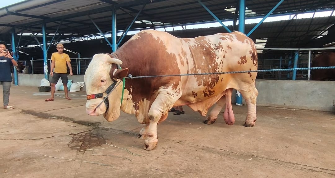 Sapi Rossi milik Bambang Sudarsono yang memiliki bobot di atas 1 ton.
