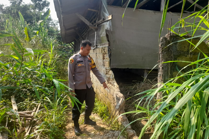 Polsek Ciomas mendatangi lokasi pencurian tiga ekor sapi milik warga di Desa Sukaharja, Ciomas. Pemilik diperkirakan mengalami kerugian Rp75 juta.