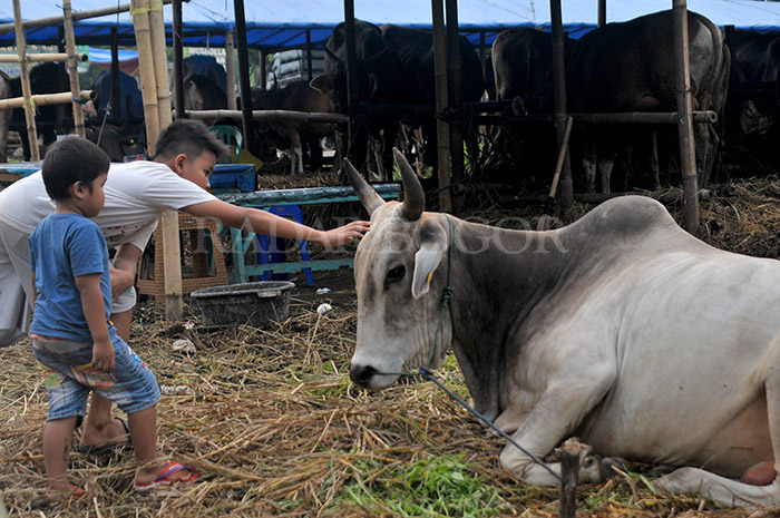 Penjual Hewan Kurban.