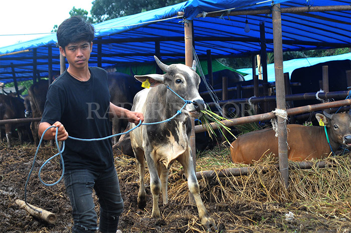 Penjual Hewan Kurban.