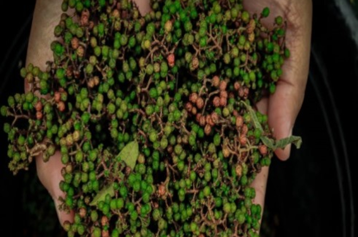 Rempah Andaliman, atau zanthoxylum acanthopodium, yang berasal dari Danau Toba di Sumatera Utara.