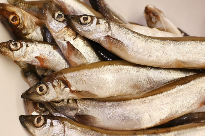 Ilustrasi Ikan