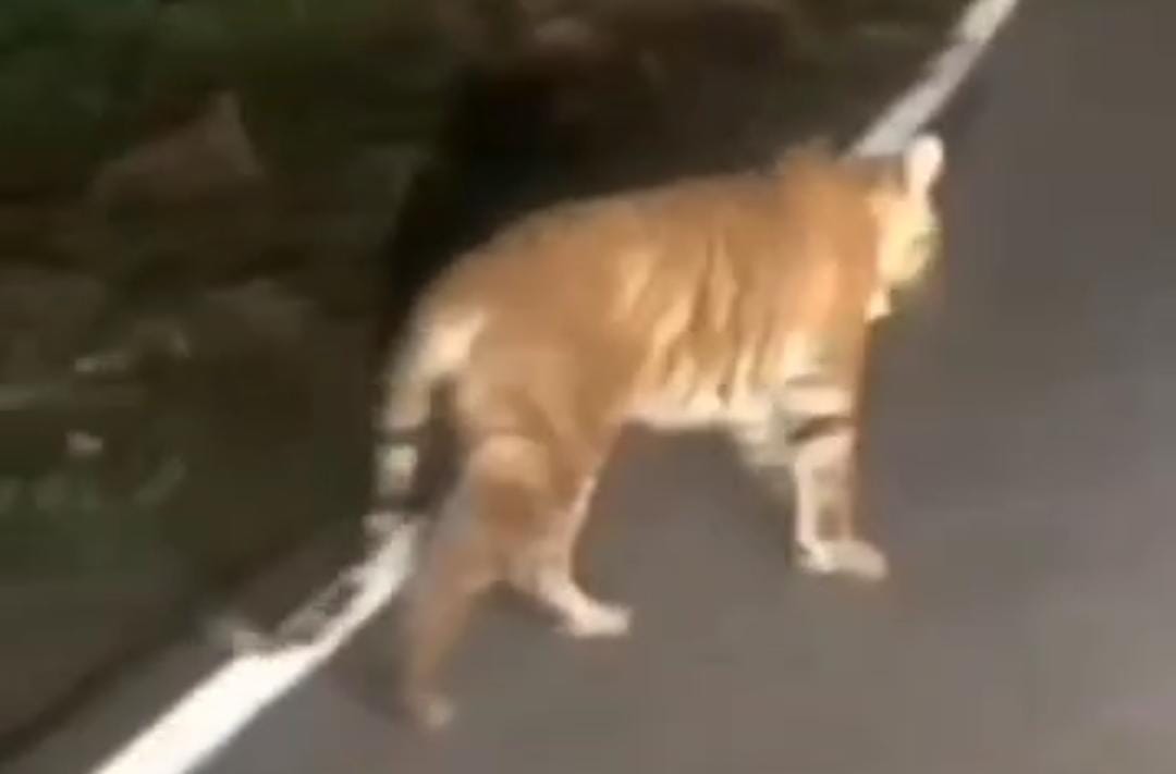 Tangkapan layar video harimau yang dinarasikan di Jasinga Bogor. Faktanya, itu video harimau melintas di sebuah jalan di Lampung pada Februari 2024 lalu.