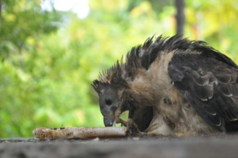 Raptor seperti Sikep Madu Asia dan Elang Jawa hampir punah di Indonesia.