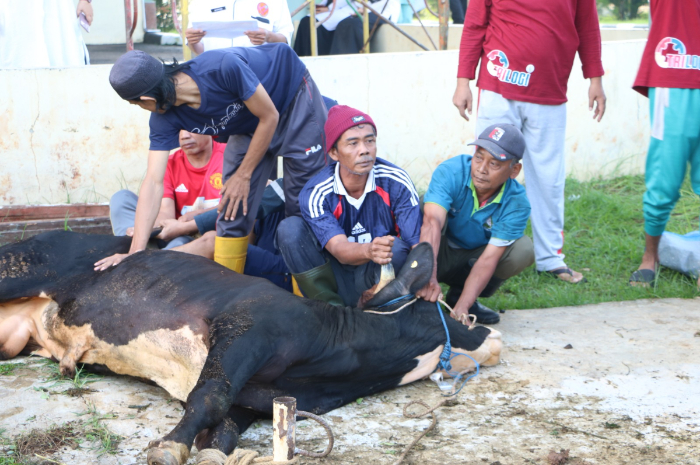 Pemotongan hewan kurban di RSUD Leuwiliang.