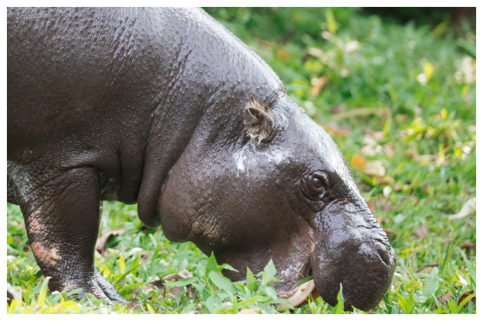 Salah seekor kuda nil di Taman Safari Bogor.