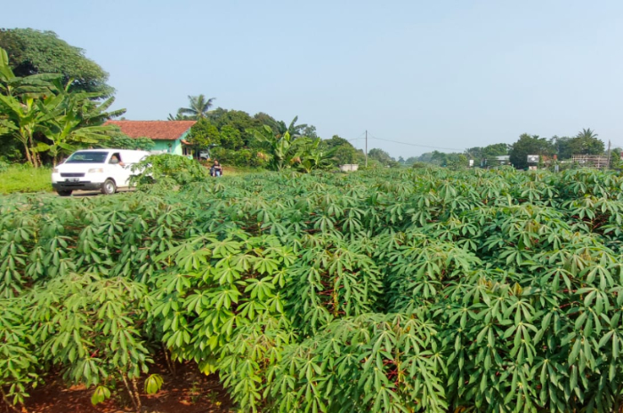 Cara warga sekitaran Jalan Bomang berantas TPS liar dengan menanami singkong.