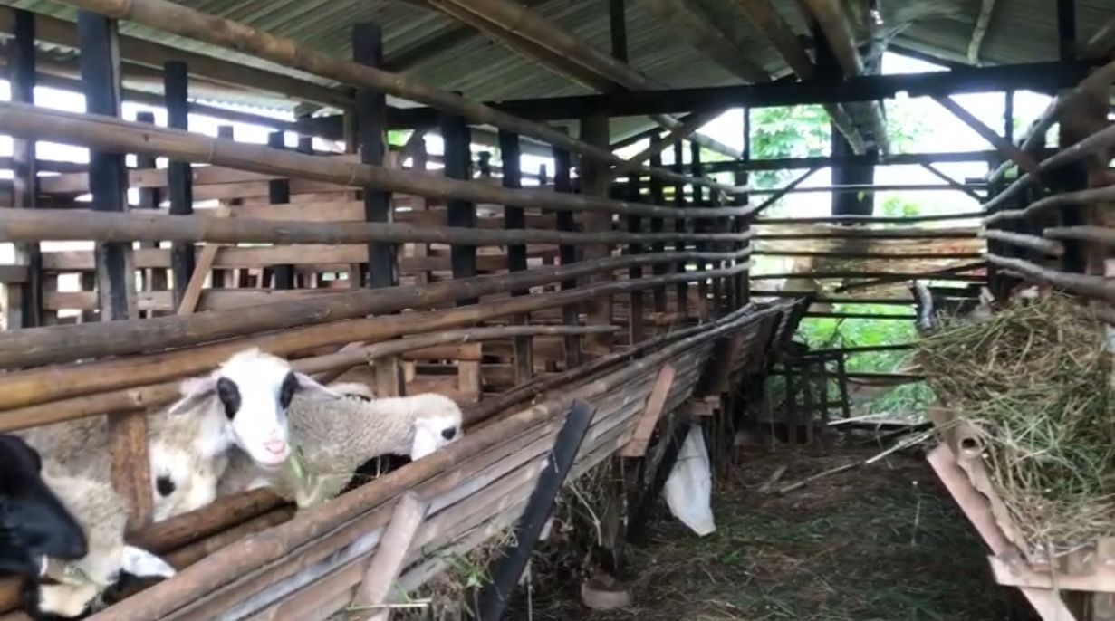 Kambing milik Siti Aldina, warga Kelurahan Nanggewer, Kecamatan Cibinong, Kabupaten Bogor, yang tersisa di kendang akibat pencurian.