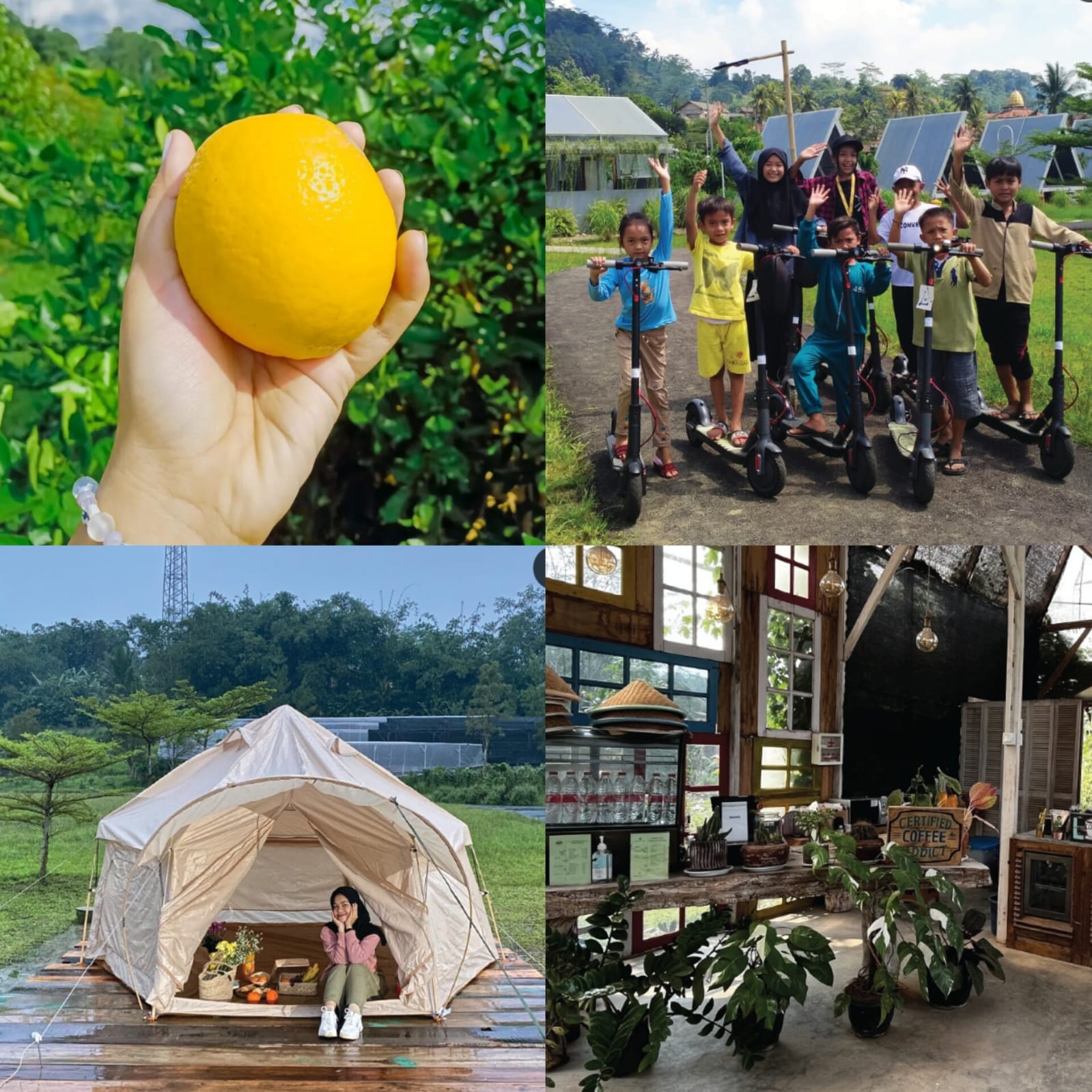 Baru Tau Kalau Ada Wisata Petik Lemon Sambil Skuteran di Bogor, Viewnya Pegunungan Lagi