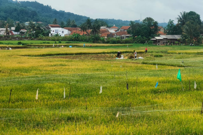 Lahan pertanian di Desa Purwasari Kecamatan Dramaga, Kabupaten Bogor