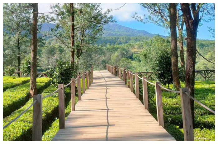 Tea Bridge Puncak yang berada di kawasan Agrowisata Gunung Mas, Desa Tugu Selatan, Kecamatan Cisarua, Kabupaten Bogor, Jawa Barat.