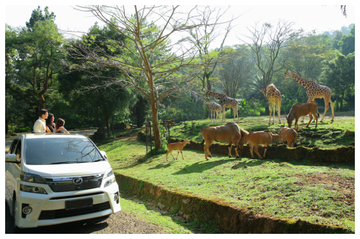 Taman Safari Bogor, yang berada di Kecamatan Cisarua, Kabupaten Bogor, Jawa Barat.