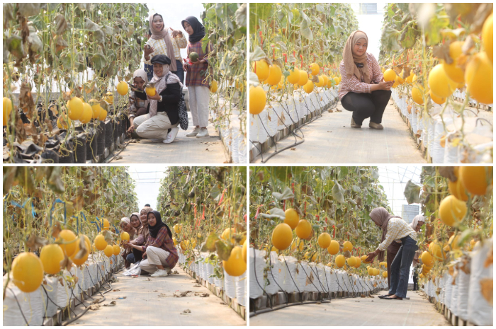 Pengunjung memetik sendiri buah melon di  green house Made Fresh Kelurahan Cimahpar , Bogor Utara, Kota Bogor Selasa (13/8/2024).