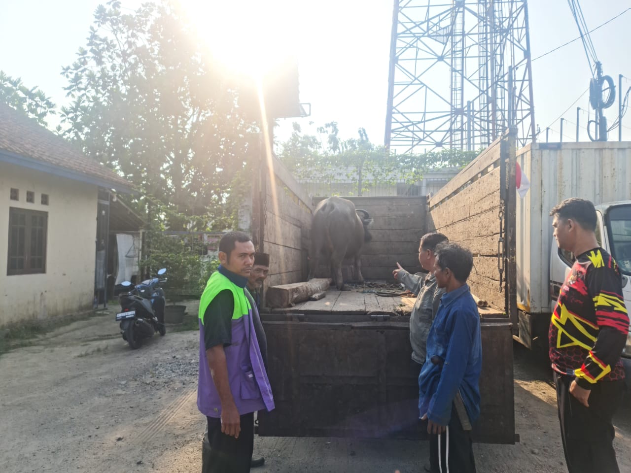 Kejar-Kejaran dengan Polisi, Maling Ternak di Bogor Lolos Masuk Kebun, Begini Nasib Mobil dan Kerbau Hasil Curiannya