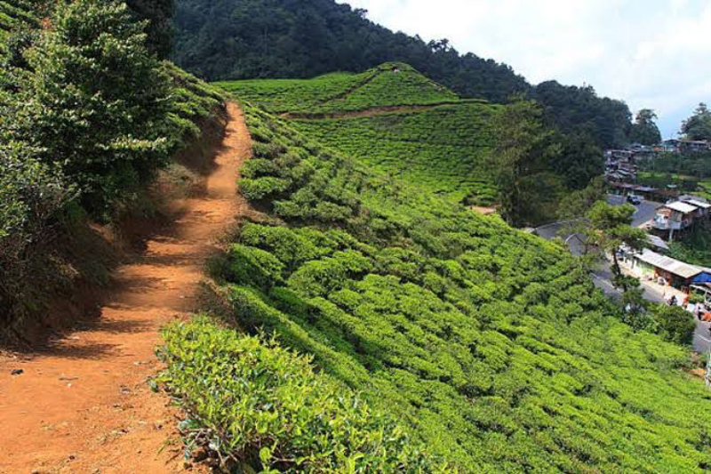 Kebun Teh Cirangsad di Cigudeg Bogor Tawarkan Pemandangan Alam yang Menenangkan