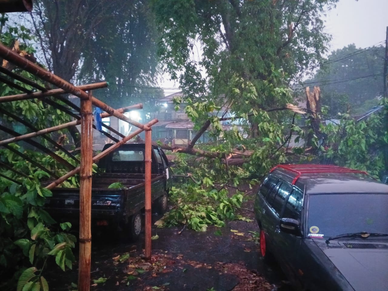 Pohon tumbang di belakang Terminal Baranangsiang Bogor.
