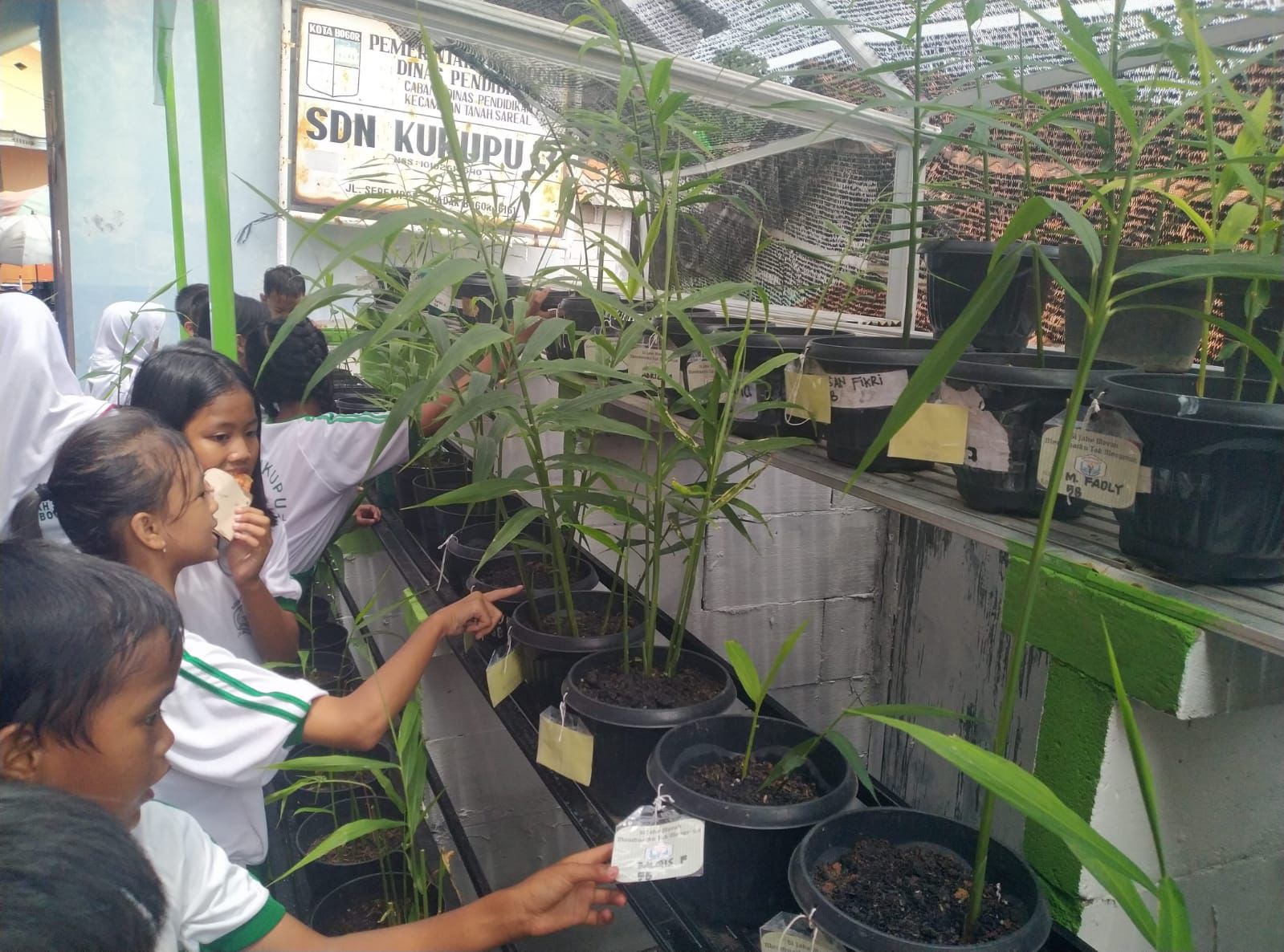 Siswa SDN Kukupu 3 Bogor diajarkan menanam jahe merah.