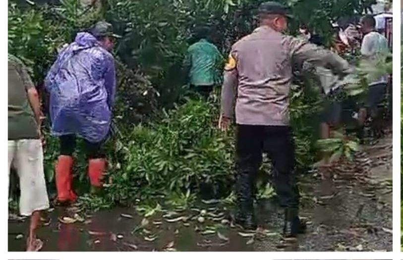 Pohon tumbang di Ciampea Bogor akibat hujan deras, tutup jalan warga.
