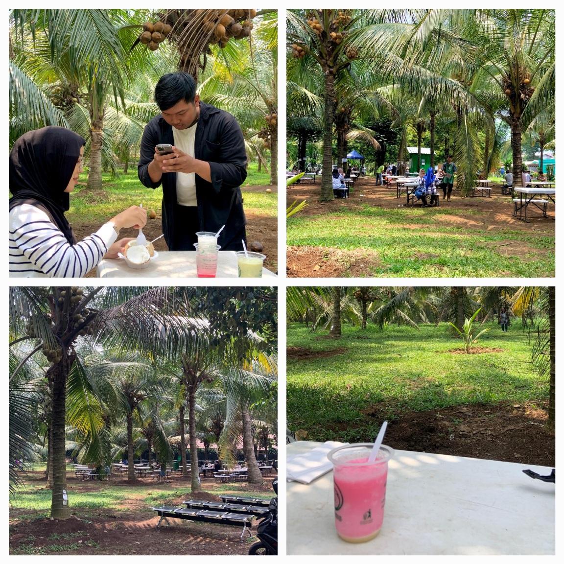 Kebun kelapa kopyor terbesar di Indonesia ada di Bogor.