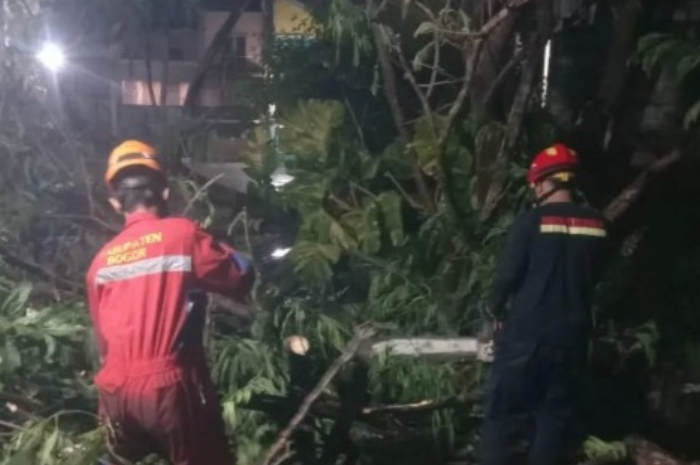 Petugas Damkar saat mengevakuasi pohon tumbang di Jalan Perumahan Green View Residence Bogor
