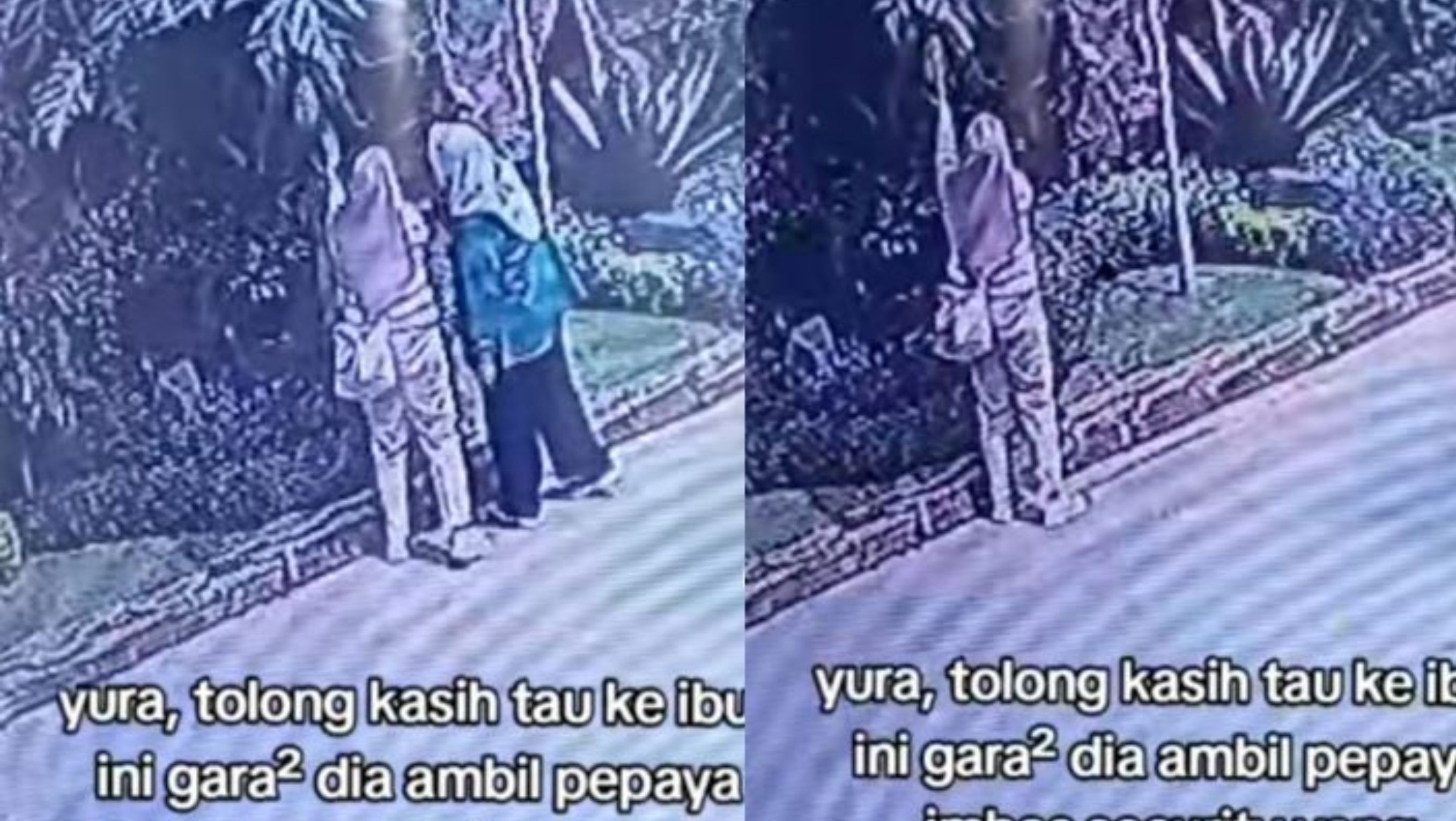 Tangkapan layar video viral ibu-ibu ambil buah di Tempat Wisata di Bogor