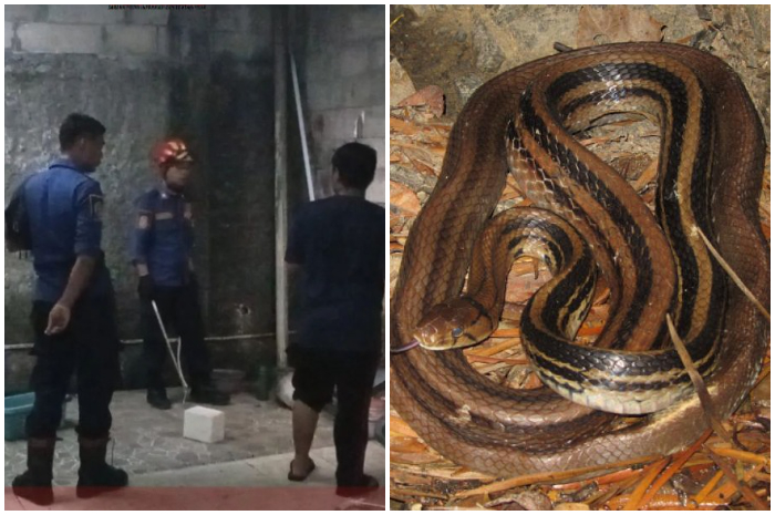 Petugas Damkar saat mengevakuasi ular Lanang Sapi di komplek rumah warga Sukahati Kabupaten Bogor.