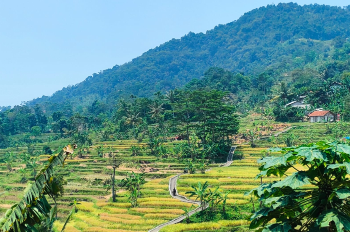 Pemandangan sawah dan gunung di kawasan Kecamatan Nanggung Kabupaten Bogor.