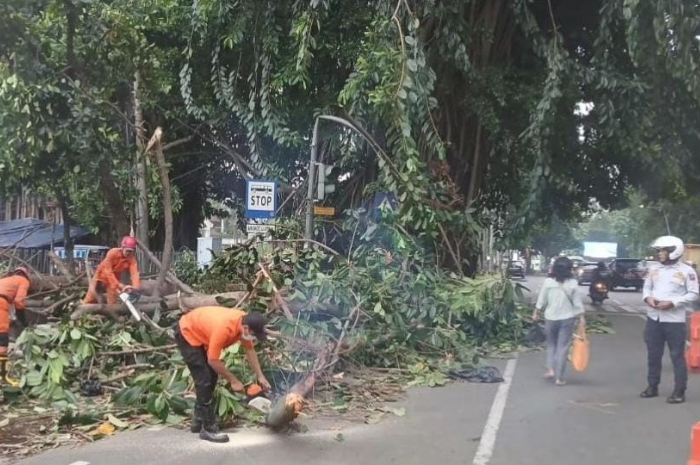 Evakuasi dahan dari Pohon Beringin yang patah di depan Balai Kota Bogor.