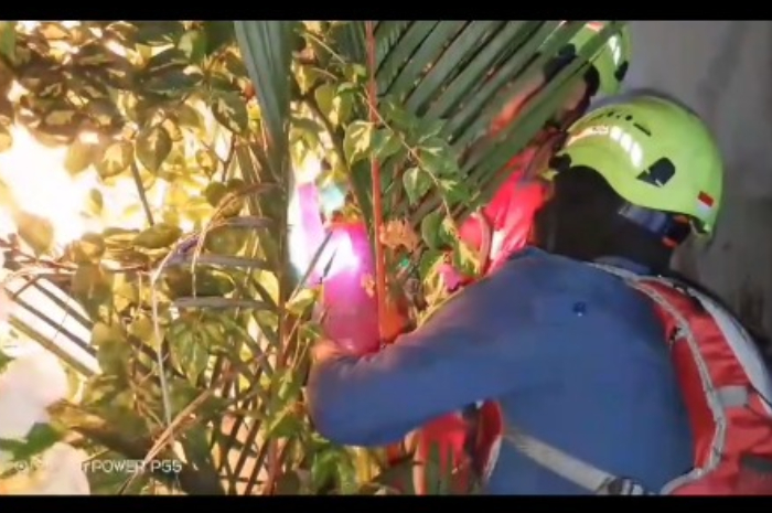 Evakuasi sarang tawon oleh petugas Damkar di Kelurahan Kedung Badak, Tanah Sareal.