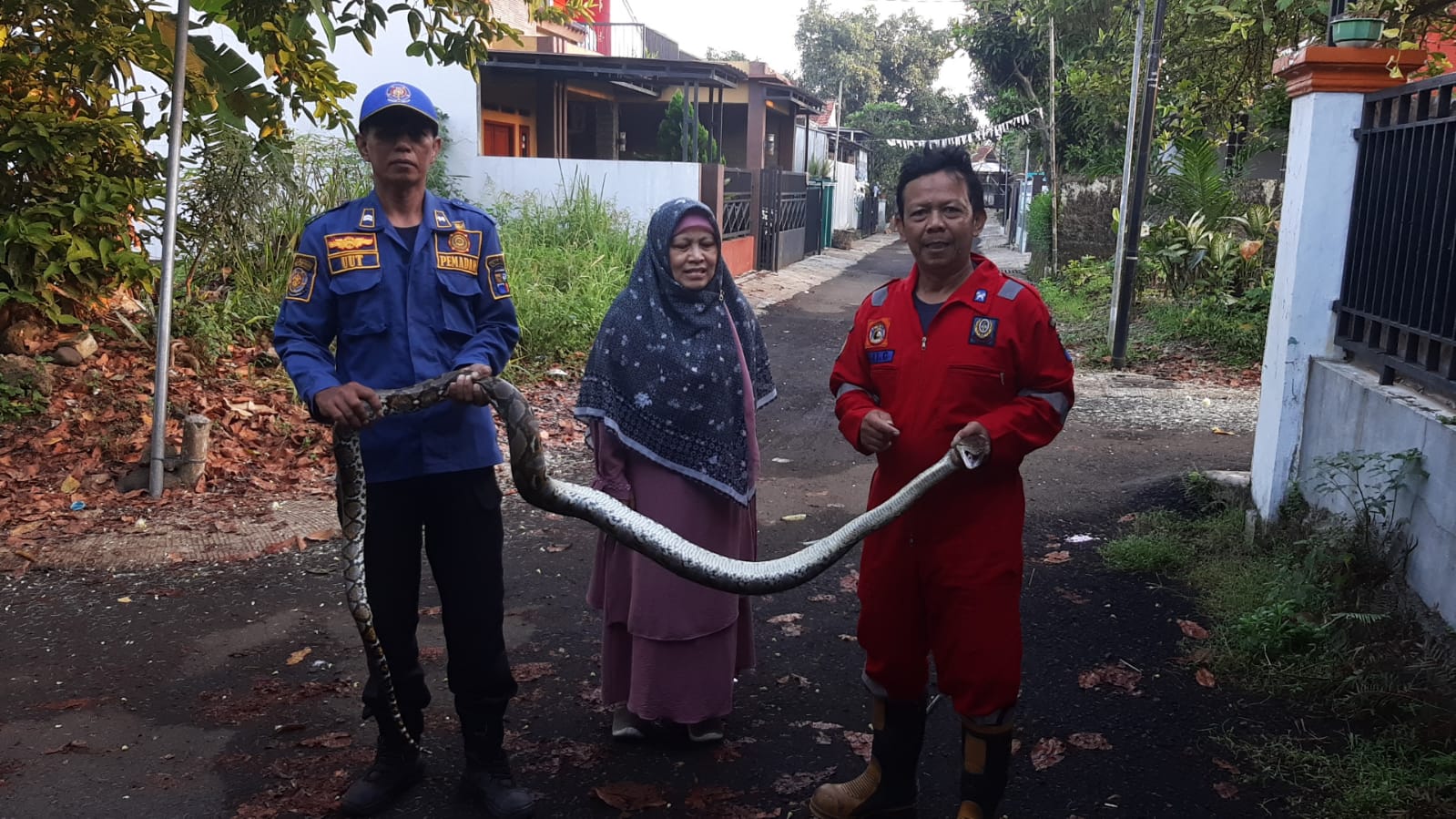 Petugas Damkar Kota Bogor berhasil mengevakuasi ular sanca sepanjang 3 meter dari rumah warga Bubulak, Kota Bogor.