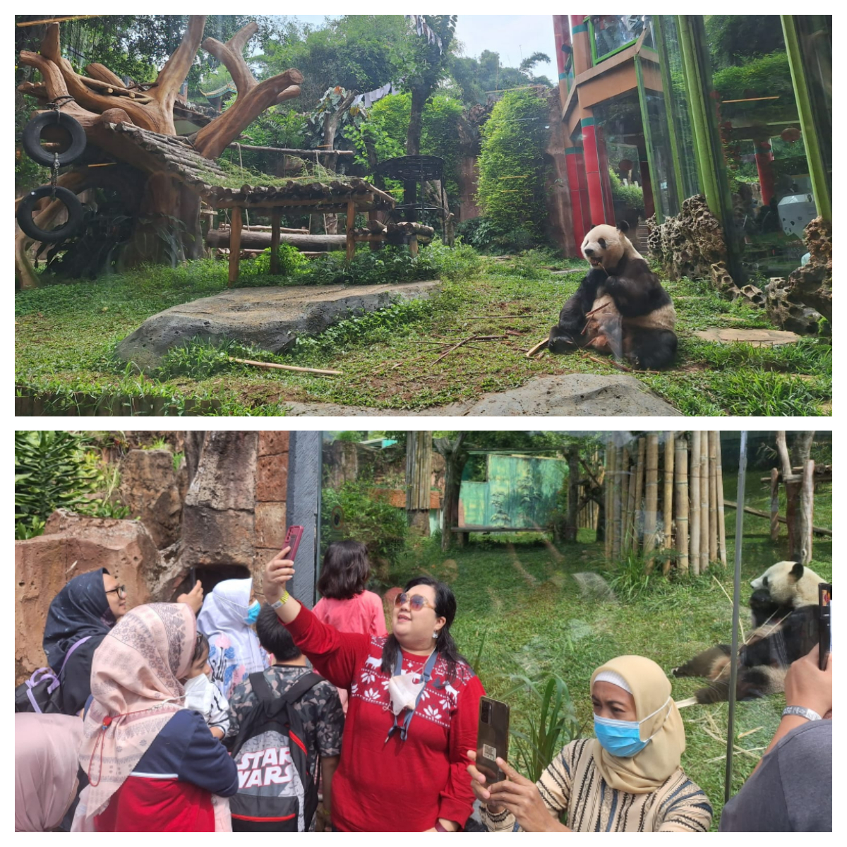 Taman Safari Bogor Ajak Pengunjung Rayakan 7 Tahun Kedatangan 2 Panda Gemas Cai Tao dan Hu Chun