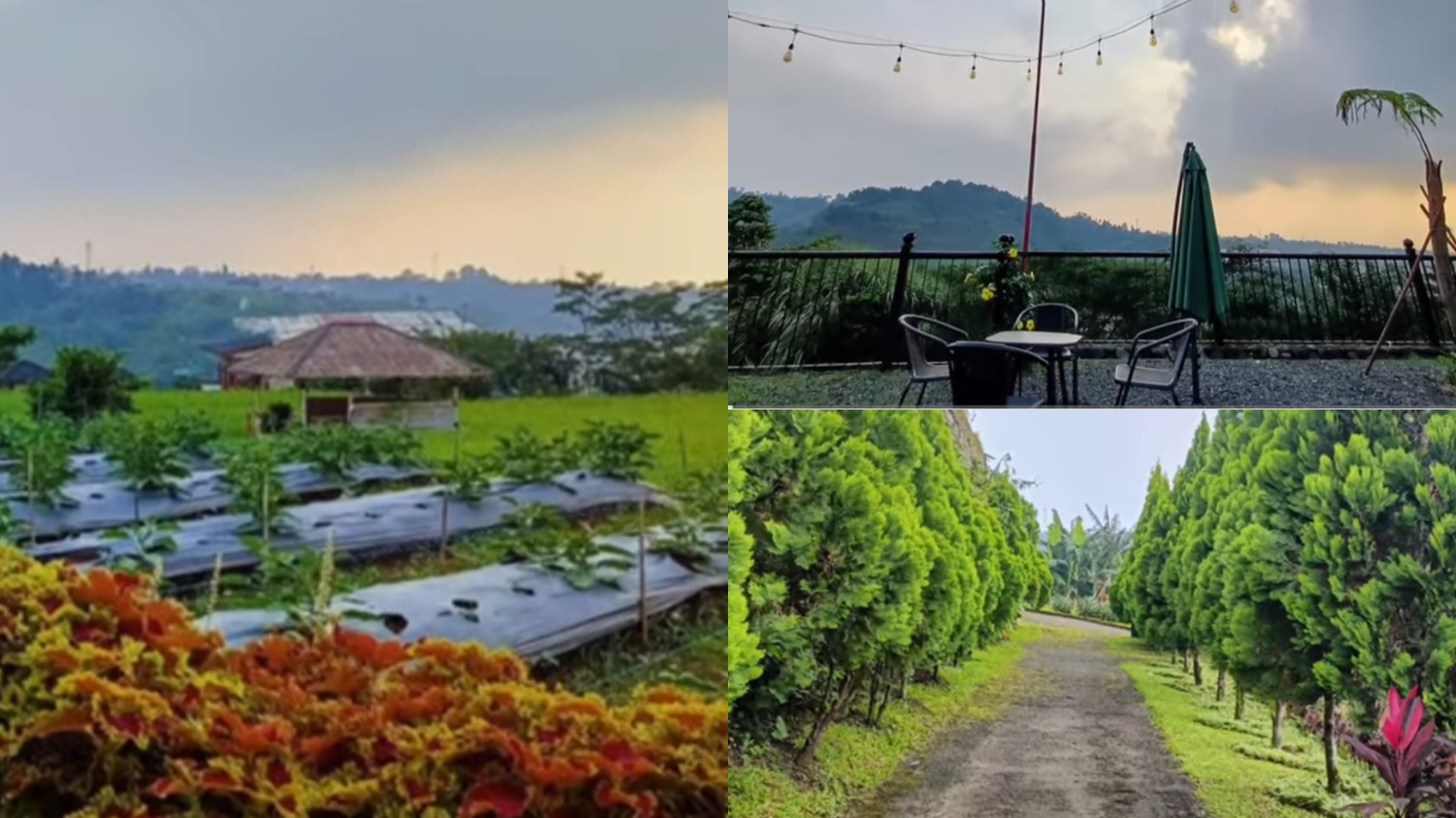Sawah Abah Village ini berlokasi di Desa Cipayung Datar, Jalan Raya Puncak KM 75 No. 88, Gg. Habib Umar, Kecamatan Megamendung, Kabupaten Bogor.