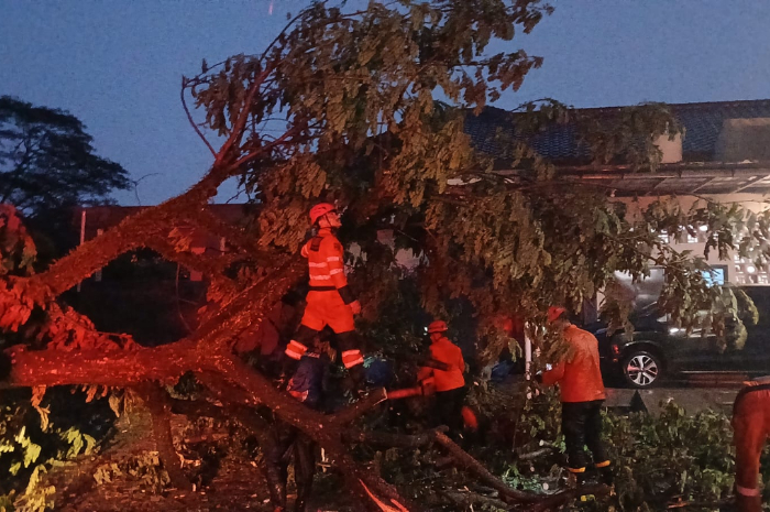 Petugas mengevakuasi pohon tumbang di Kota Bogor.
