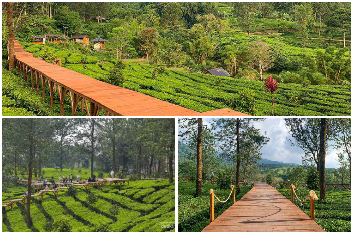 Suasana Tea Bridge Gunung Mas Puncak Bogor
