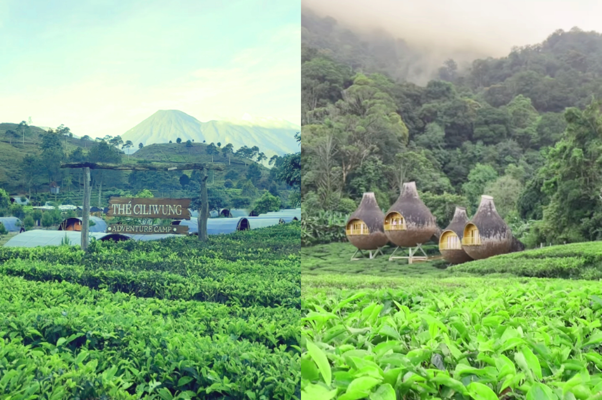 Glamping The Ciliwung Tea Estate punya pemandangan yang super cantik dikelilingi kebun teh dengan udara yang segar.