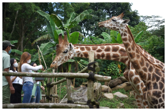 Pengunjung memberi makan Jerapah yang berada di Taman Safari Bogor.