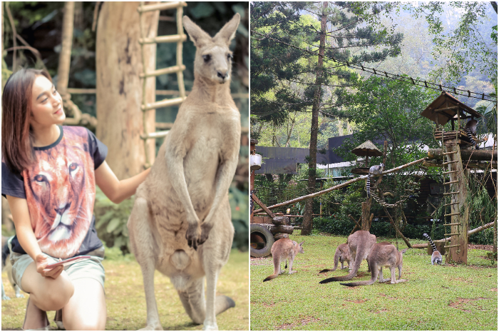 Hanya membayar Rp35 Ribu, sobat Radar Bogor dapat berinteraksi hingga memberi makan Kanguru Australia di Taman Safari Bogor.