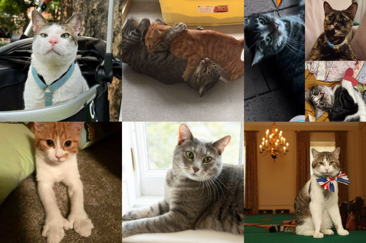 Kucing-kucing peliharaan pimpinan negara ada Boby Kartanegara hingga Larry.