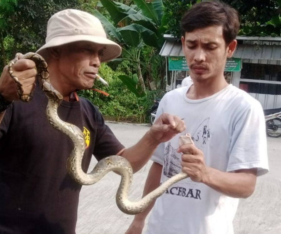 Penemuan ular piton gegerkan warga di Cigombong, Kabupaten Bogor