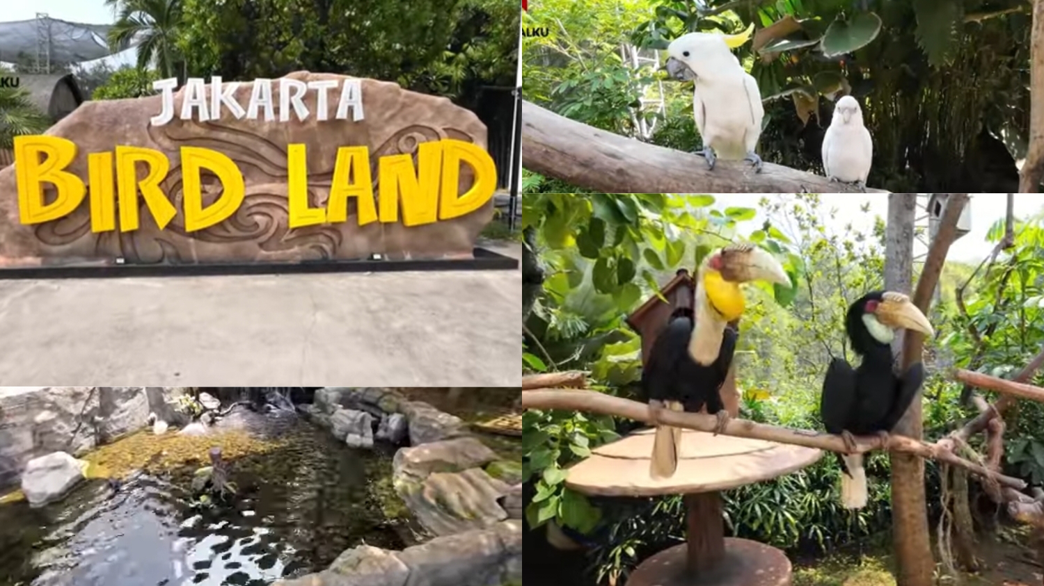 Jelajahi wisata Jakarta Bird Land di Ancol.