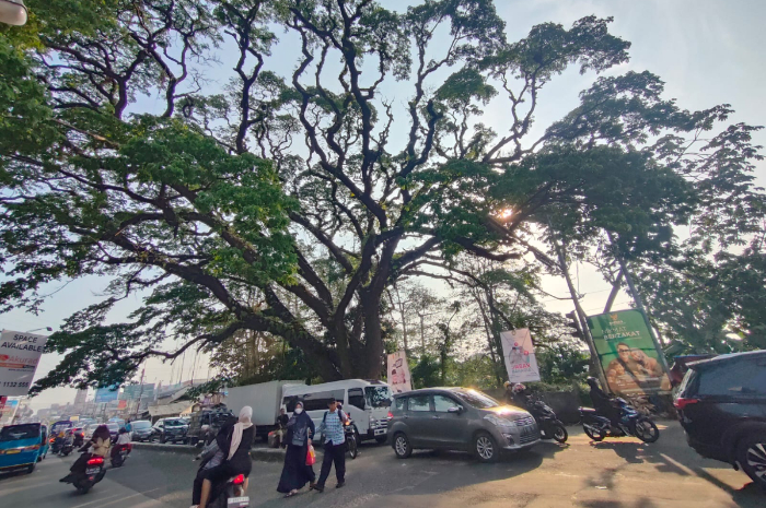 Penampakan Pohon Jubleg di sekitar Pasar Parung Bogor.
