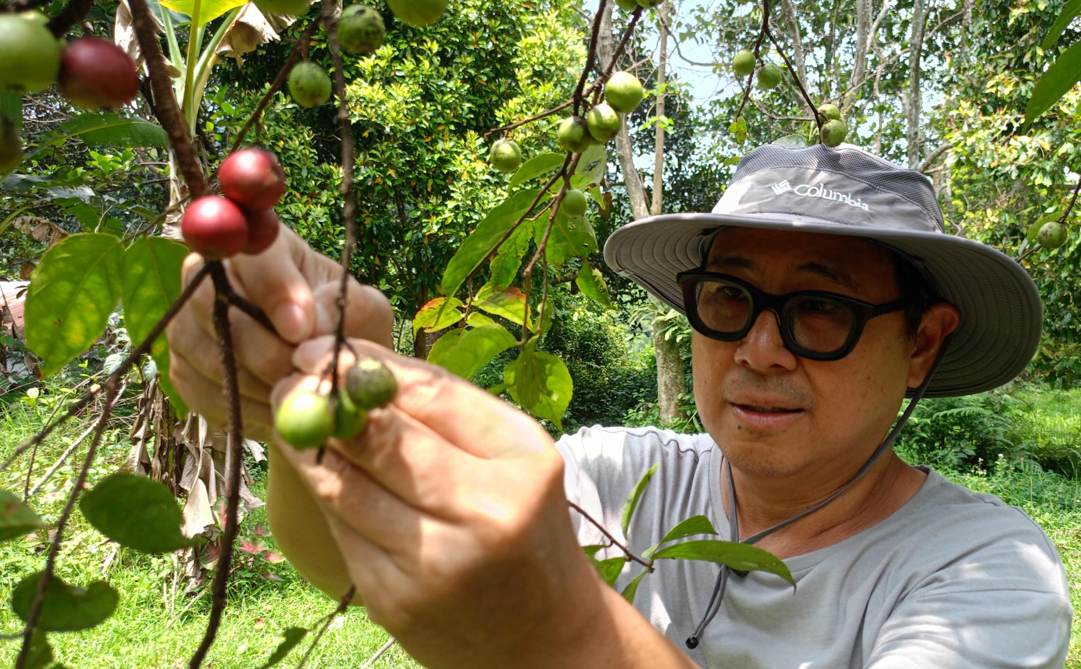 John Tumiwa memetik buah rukem di salah satu lahan pertanian organik Boja Farm, Desa Tajur Halang, Kecamatan Cijeruk, Kabupaten Bogor. (Imam Rahmanto/Radar Bogor)