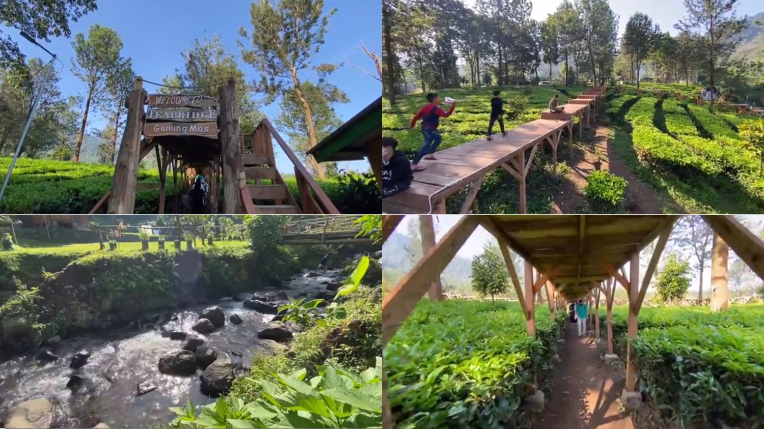 Wisata Gunung Mas Tea Bridge Puncak Bogor.