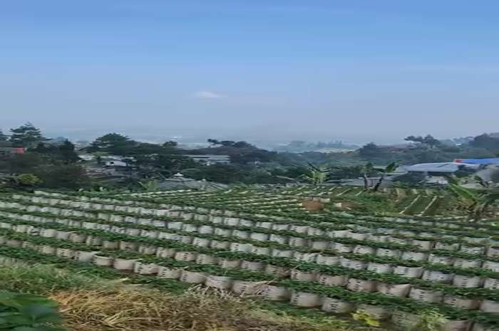 Puncak Pass Farm.