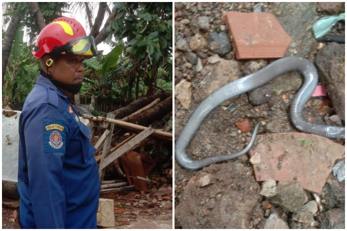 Tim Rescue Damkar berhasil mengevakuasi ular berbisa di pekarangan rumah warga di Cibinong.