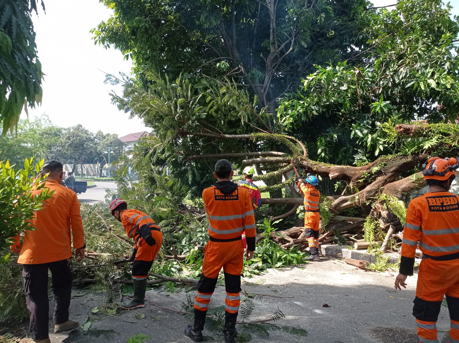 Penanganan pohon tumbang di Kota Bogor